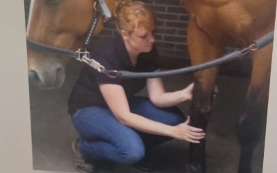 Wat laat je zien en wat vertel je op video als paardenexpert?